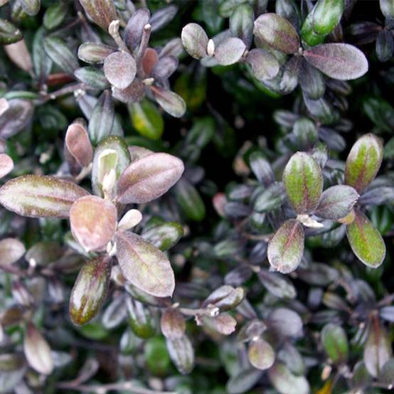 Corokia virgata Frosted chocolate - Corokie Pot de 4L/5L - Image 1