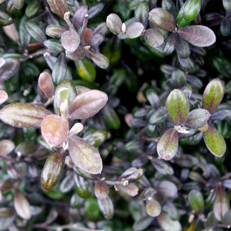 Corokia virgata Frosted chocolate - Corokie Pot de 4L/5L - Image 1