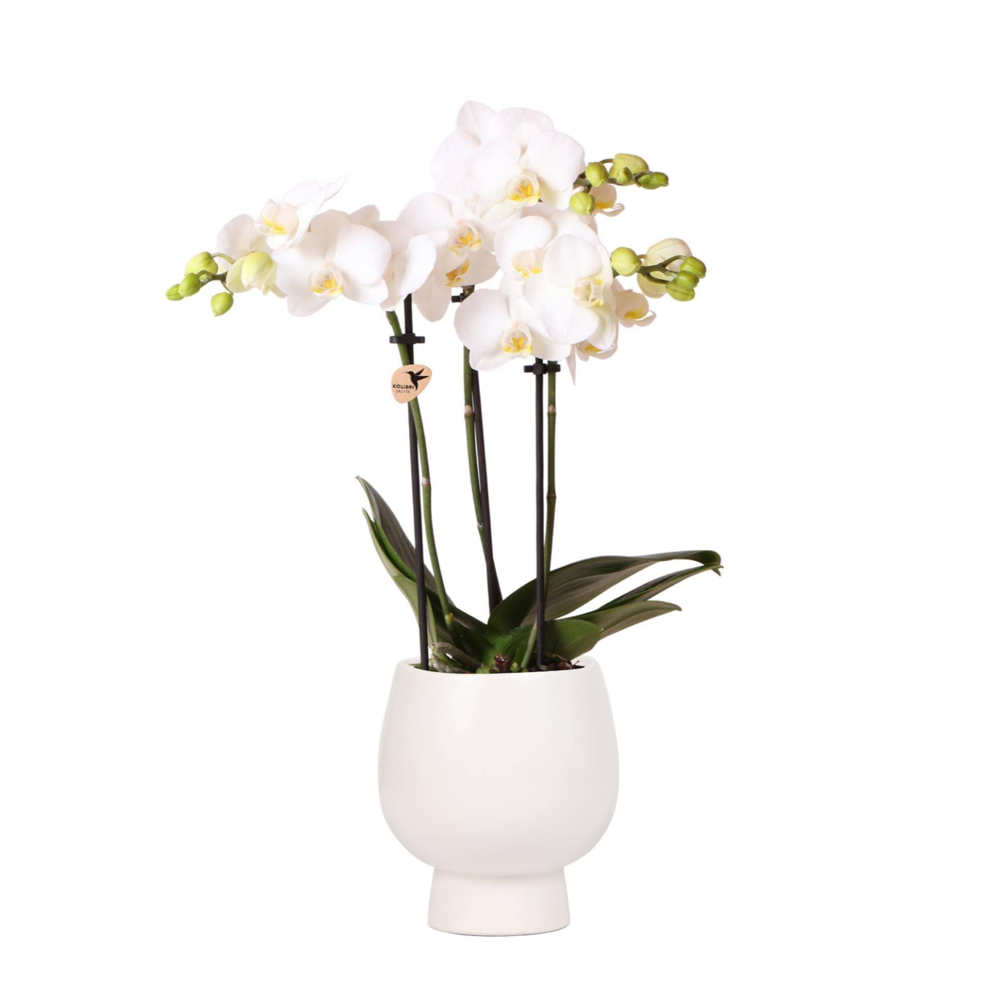 La Green Touch - Orchidée Amabilis Blanche et son pot- La Green Touch Blanc Scandic - Hauteur 35cm - Imagen 1