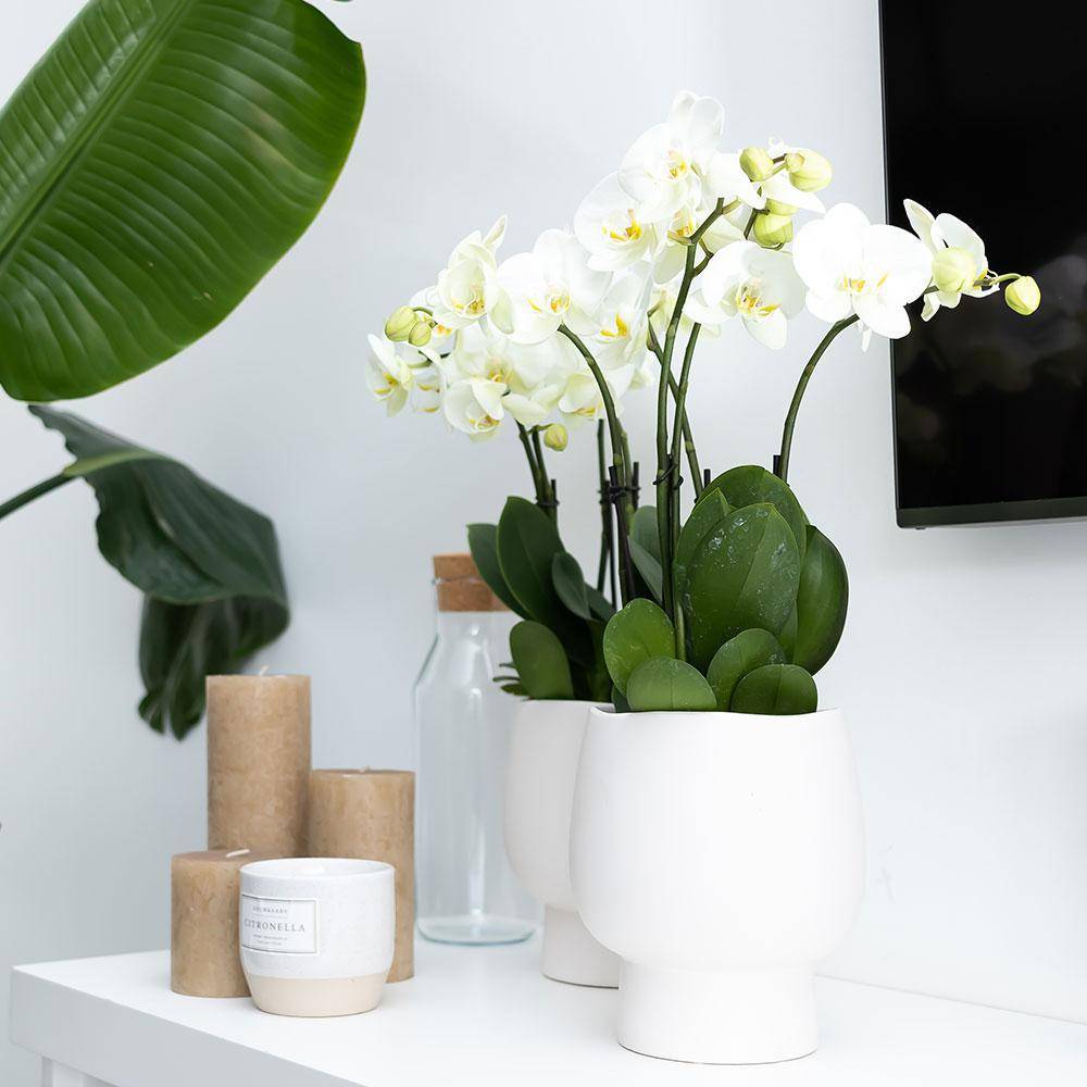 La Green Touch - Orchidée Amabilis Blanche et son pot- La Green Touch Blanc Scandic - Hauteur 35cm - Imagen 7
