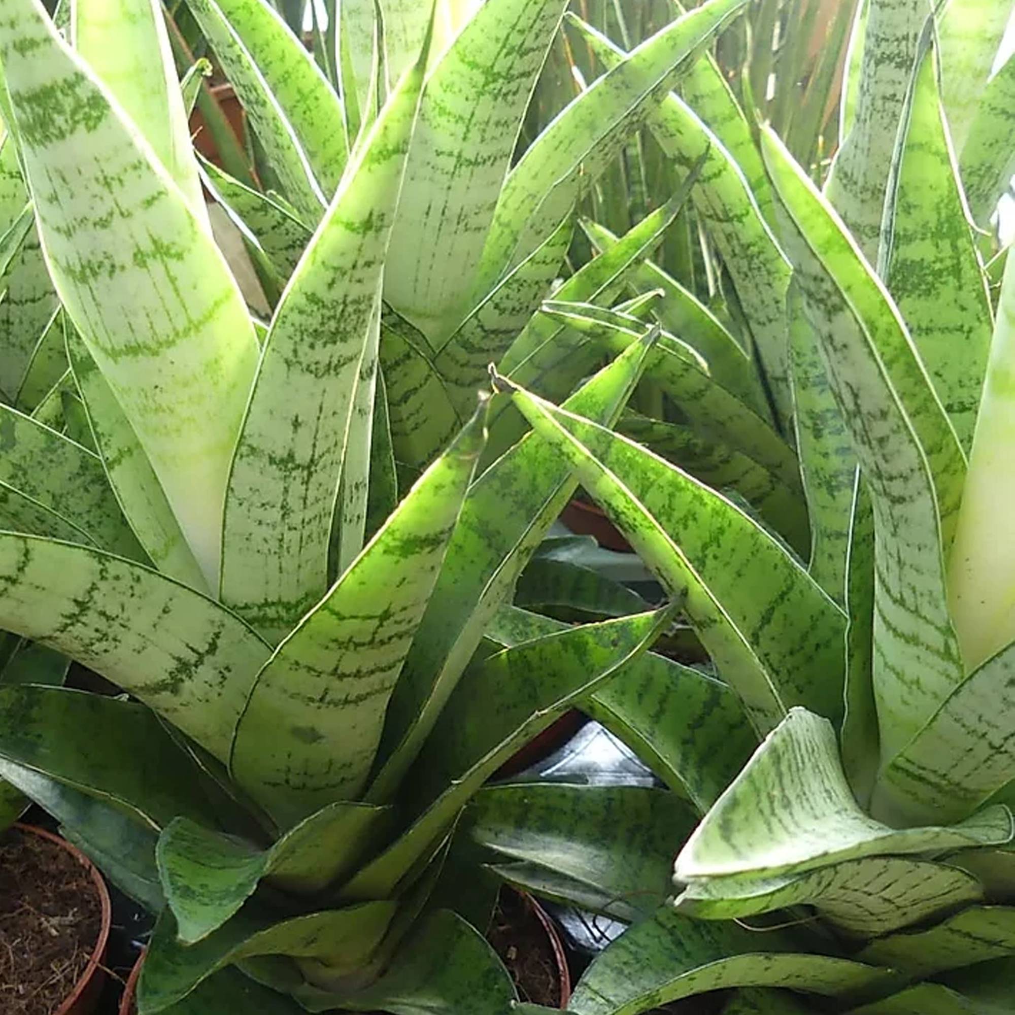 Gardenersdream - Sansevieria Tough Lady À Feuillage Persistant | Plante D'Intérieur À Vendre (De 30 À 40 Cm Avec Pot) - GardenersDream - Imagen 3