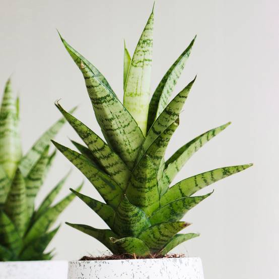 Plant in a Box - Sansevieria Laurentii - Set de 2 - Plante d'intérieur facile - Langue de belle Plant in a Box - Sansevieria Laurentii - Set de 2 - Plante d'intérieur facile - Langue de belle