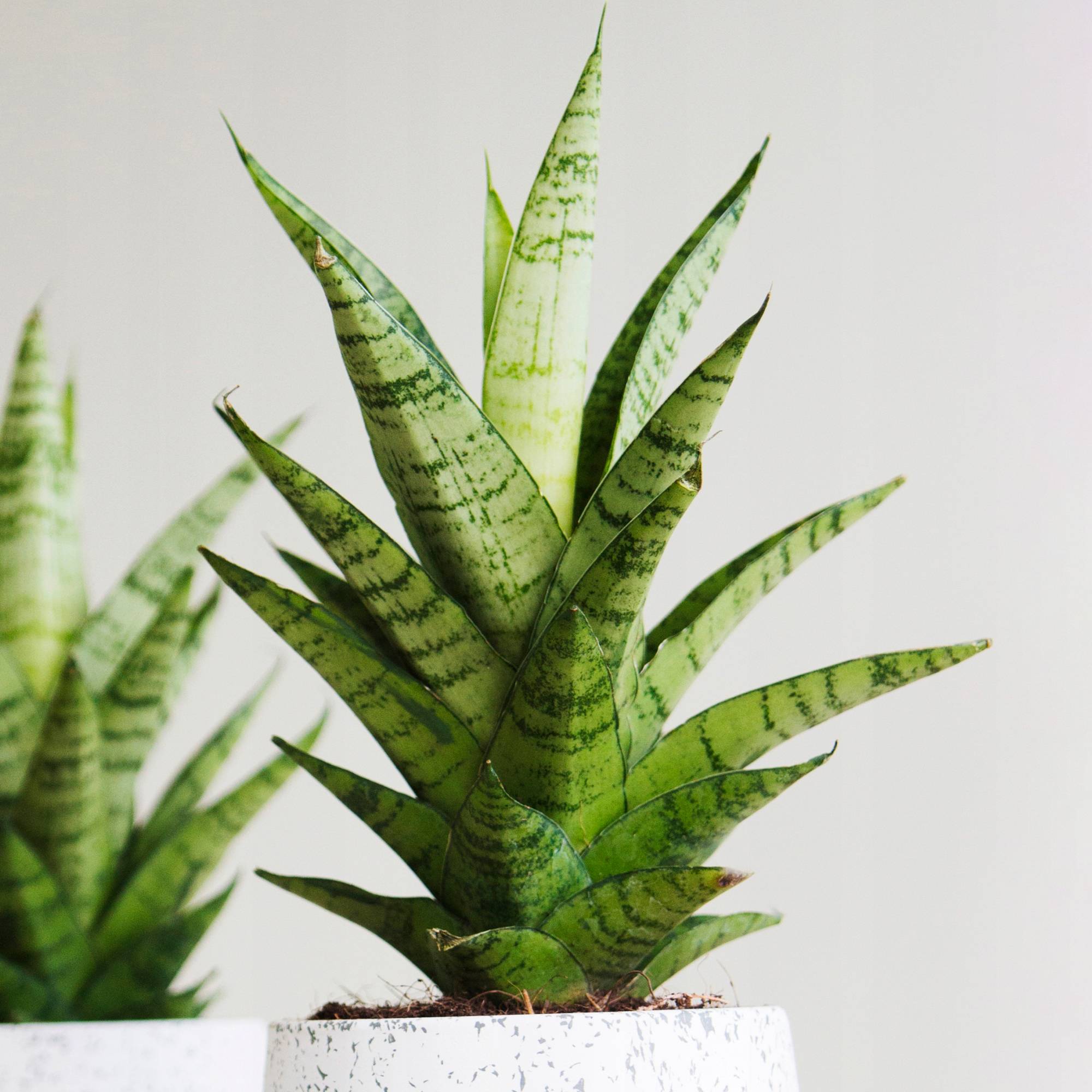 Gardenersdream - Sansevieria Tough Lady À Feuillage Persistant | Plante D'Intérieur À Vendre (De 30 À 40 Cm Avec Pot) - GardenersDream - Imagen 1