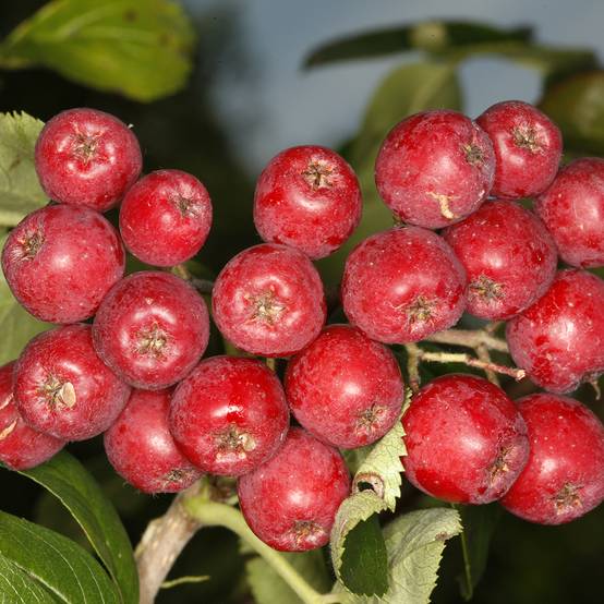Sorbier hybride - Sorbus Titan Pot de 4L/5L