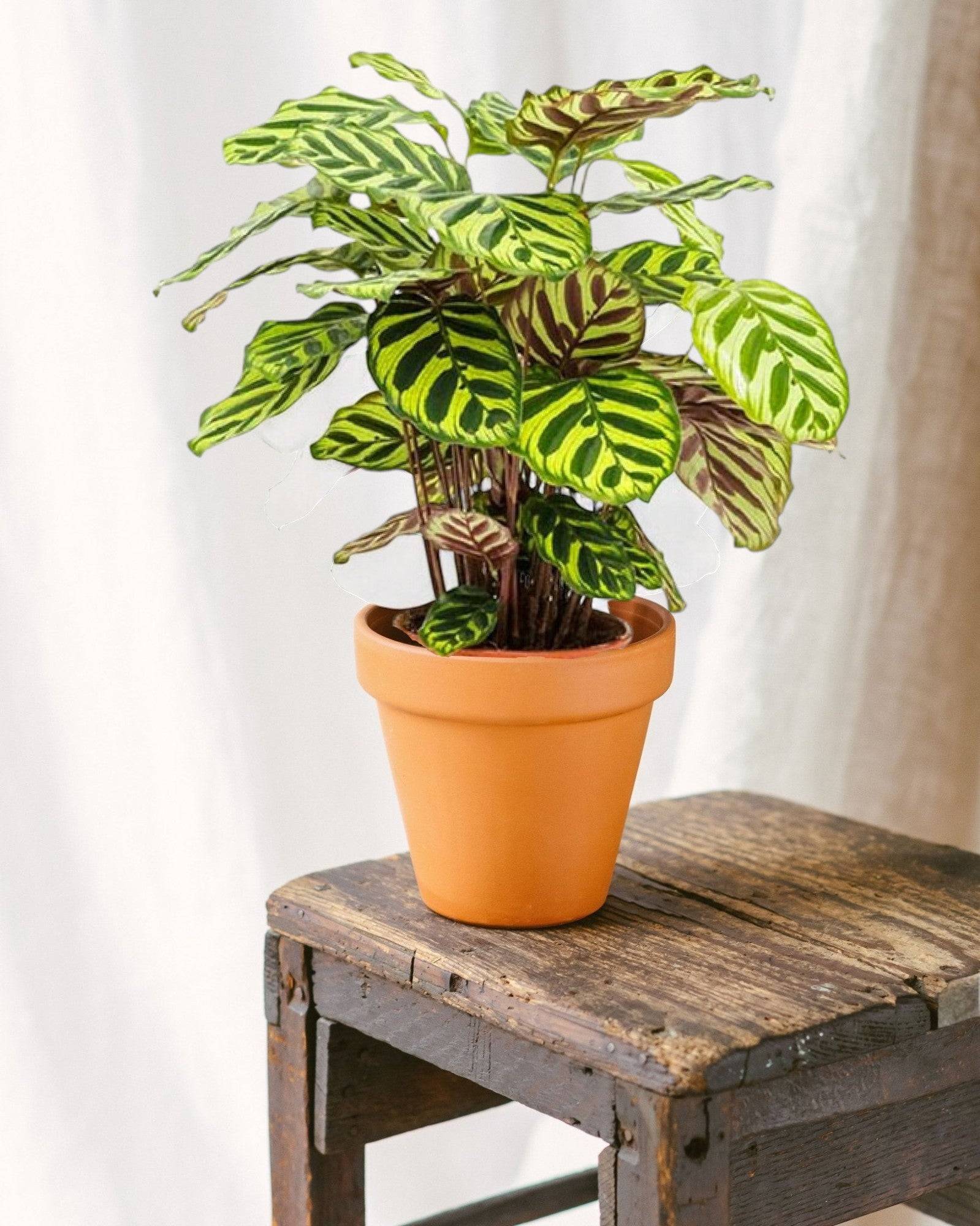 La Green Touch - Calathea Makoyana 45cm - Plante d'intérieur- La Green Touch - Imagen 2