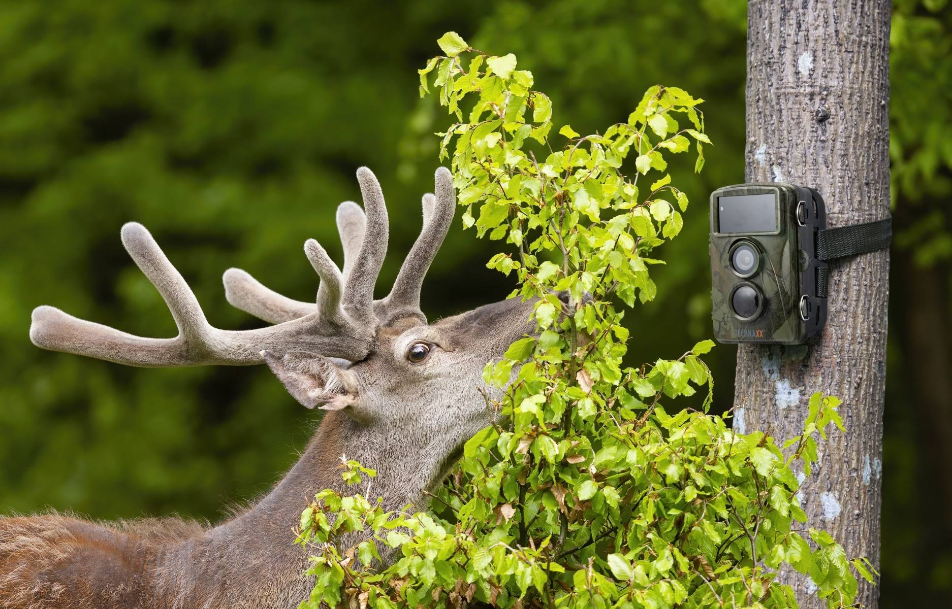 TECHNAXX - CAMERA DE SURVEILLANCE NATURE FULL HD TX-160 - Jardiland