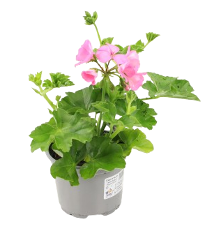 Géranium lierre double pot de 10,5cm - Image 1