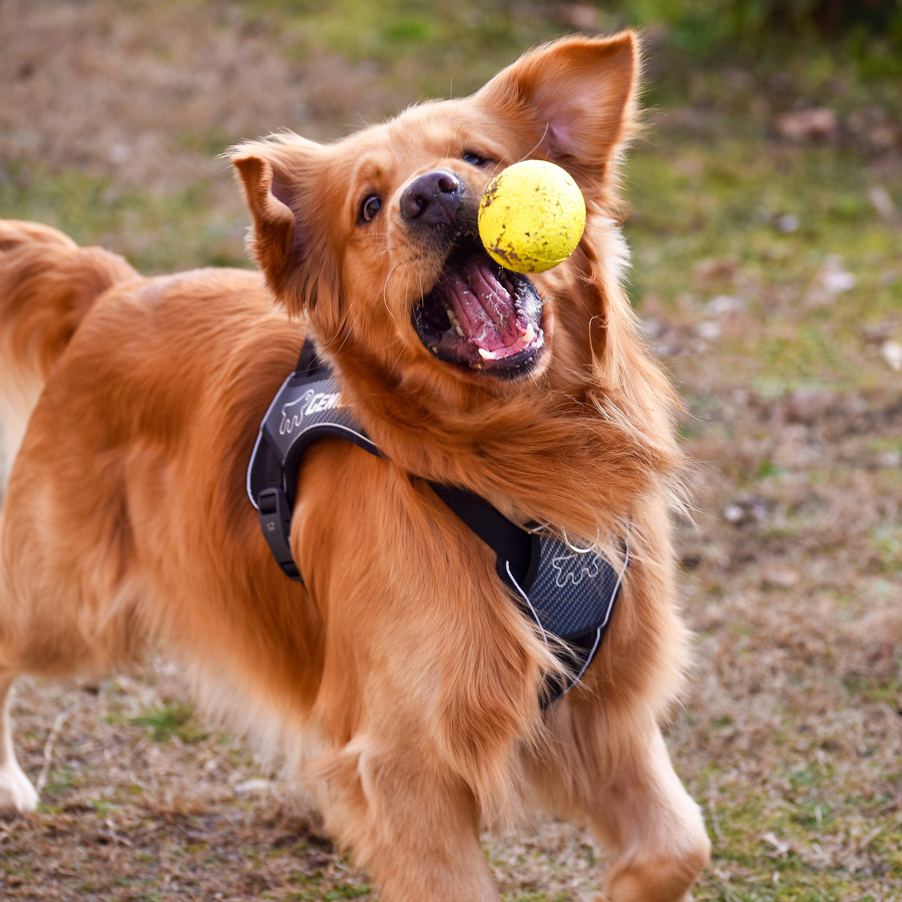 Ferplast - Ferplast Jouet Chien, Balle pour Chien, en Matériau Durable, Non Toxique, Résistante aux Morsures, pour l'Hygiene Dentaire, Rebondissant et Flottant, - Imagen 5