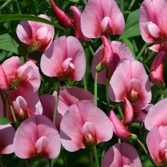 Graines de Pois de senteur rose des Canaries - Lathyrus tingitanus Rosea le sachet de 30 graines environ (3,5g)