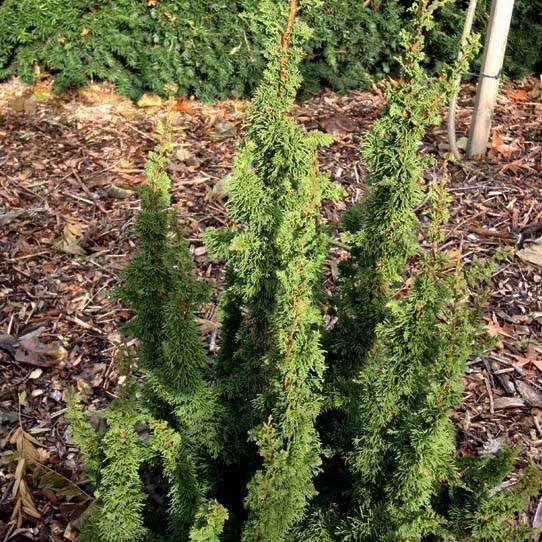 Thuya du Canada - Thuja occidentalis Malonyana Holub Pot de 4L/5L