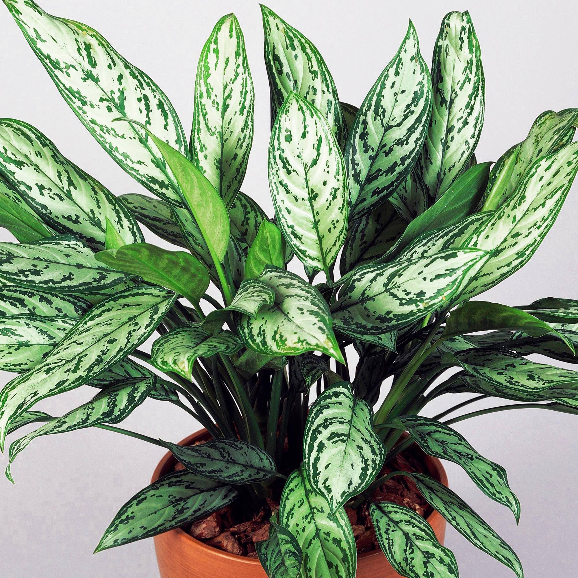 Gardenersdream - Aglaonema Maria Christina Premium | Plante Chinoise À Feuilles Persistantes | 25-35 Cm En Pot - GardenersDream - Imagen 1