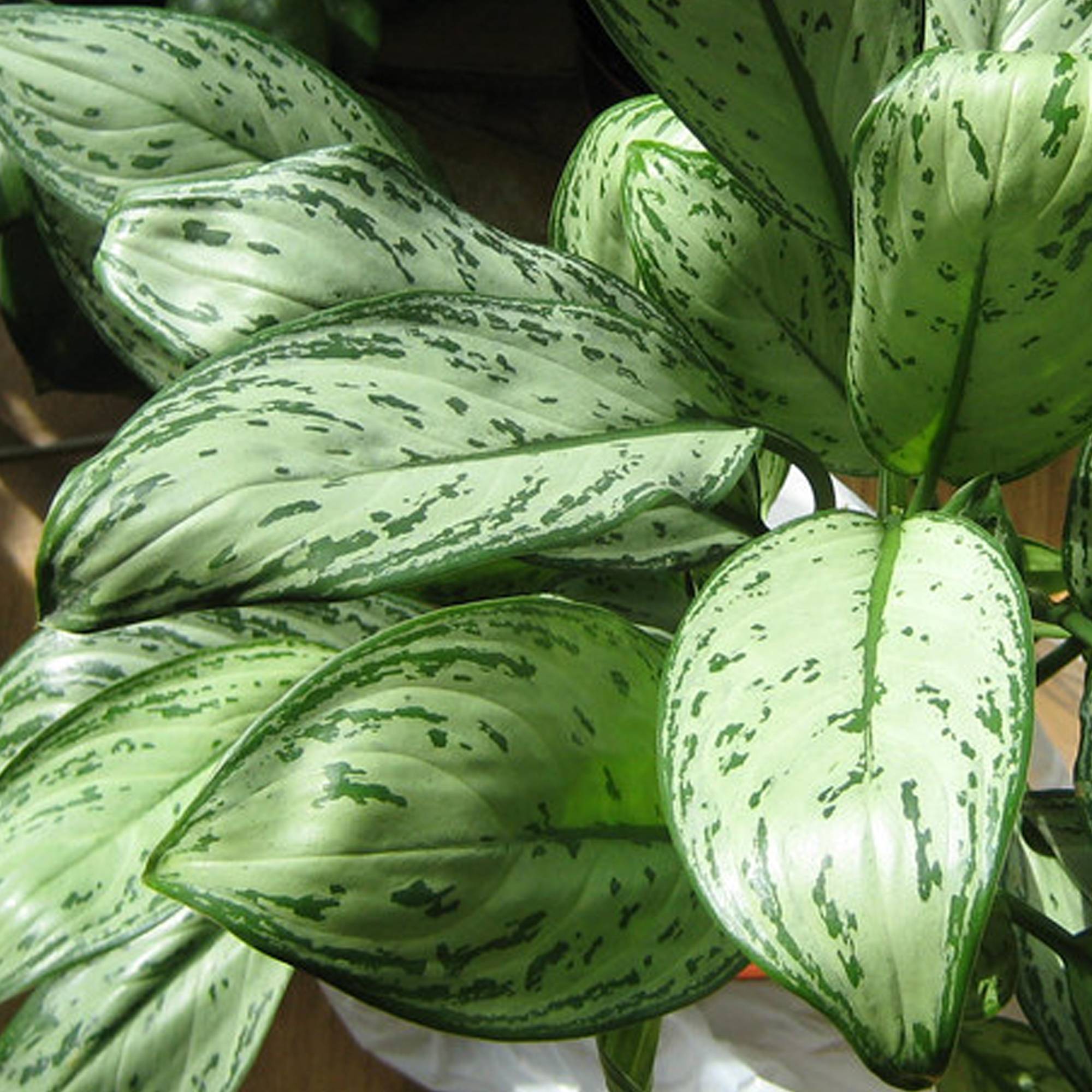 Gardenersdream - Aglaonema Maria Christina Premium | Plante Chinoise À Feuilles Persistantes | 25-35 Cm En Pot - GardenersDream - Imagen 3