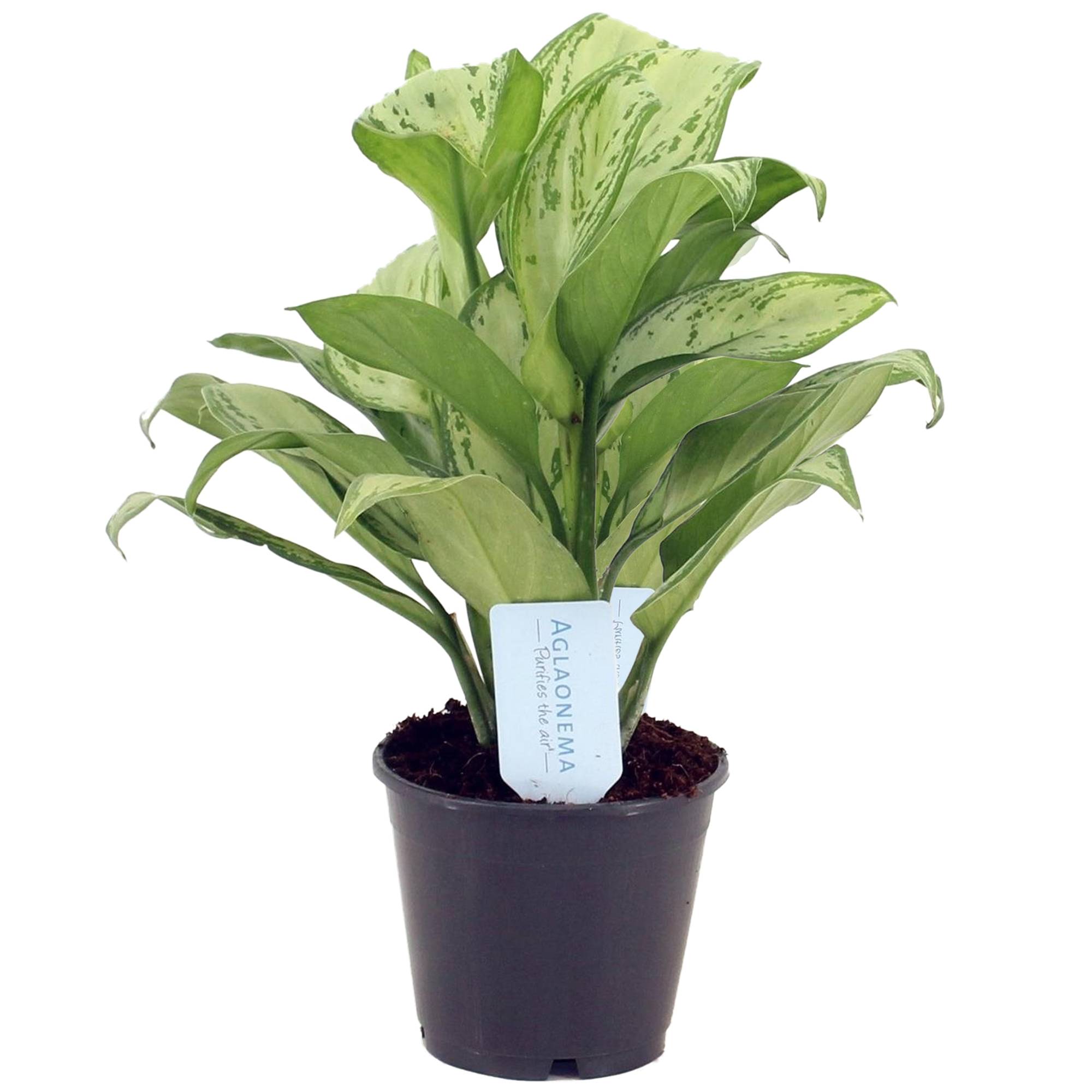 Gardenersdream - Aglaonema Maria Christina Premium | Plante Chinoise À Feuilles Persistantes | 25-35 Cm En Pot - GardenersDream - Imagen 2