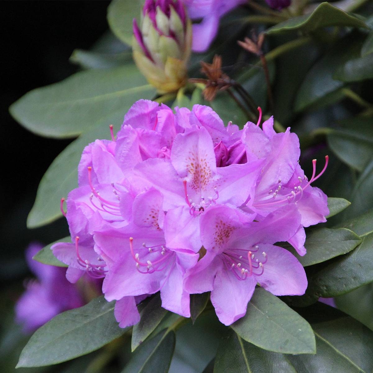 Rhododendron catawbiense Boursault Pot de 12 cm / 13 cm - Image 1