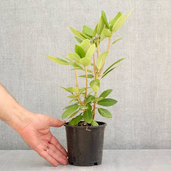 Rhododendron catawbiense Boursault Pot de 12 cm / 13 cm - Image 2