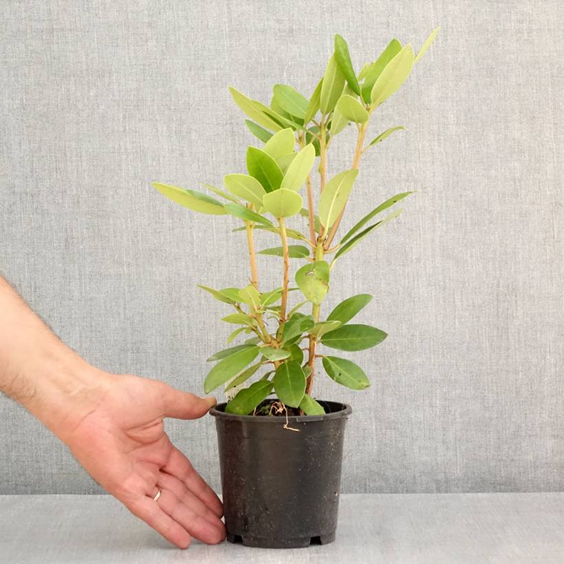 Rhododendron catawbiense Boursault Pot de 12 cm / 13 cm - Image 2