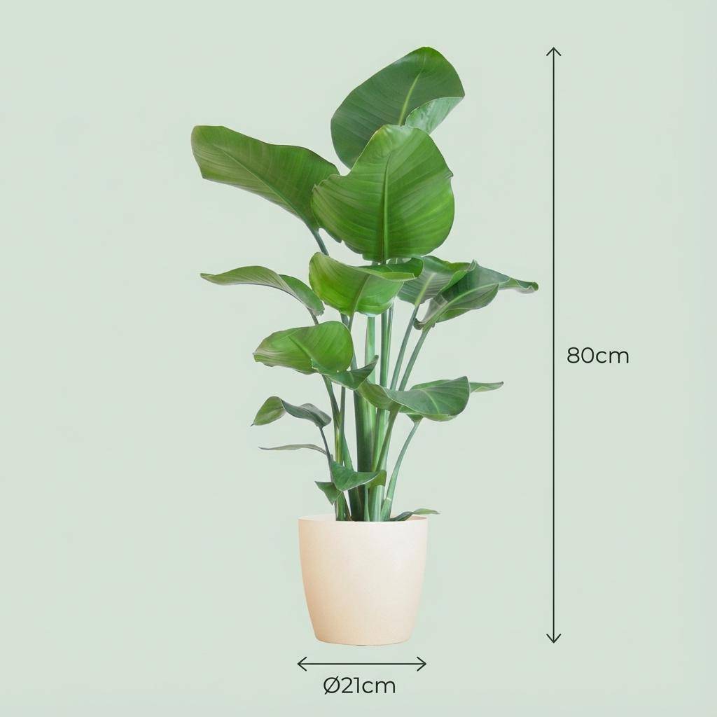 Strelitzia Nicolai et Son Pot Blanc - H80cm - Image 4