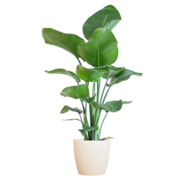 Strelitzia Nicolai et Son Pot Blanc - H80cm - Image 1