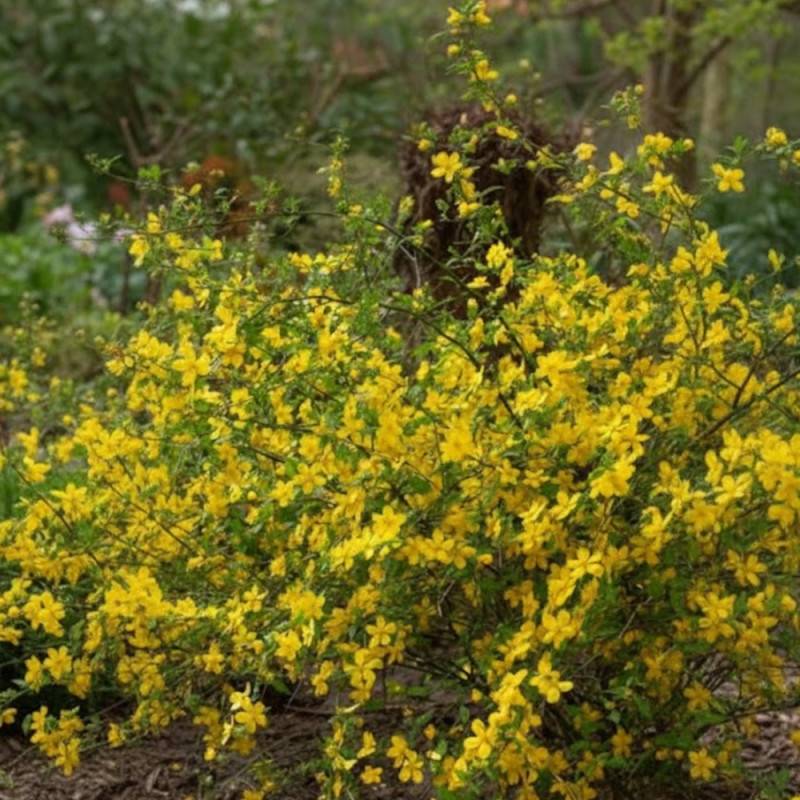 Corête du Japon Golden Guinea, Kerria à fleurs Jaune - feuillage Caduc - Pot de 3L - 40/60 cm-  hauteur à maturité De 1,50 m à 2,00 m - Imagen 4