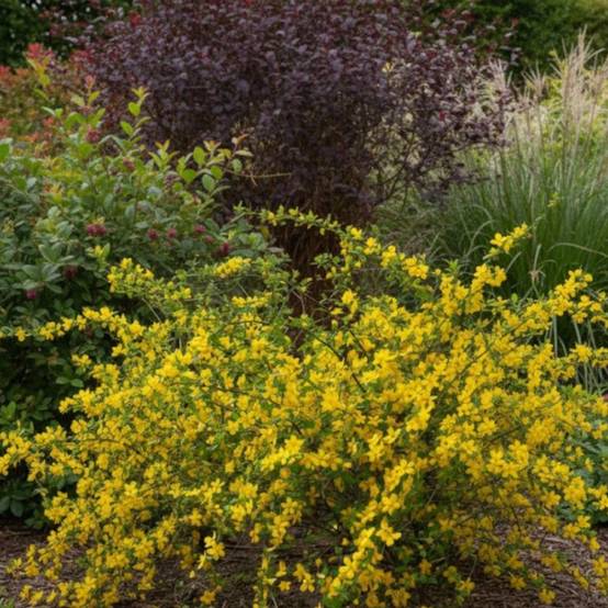 Corête du Japon Golden Guinea, Kerria à fleurs Jaune - feuillage Caduc - Pot de 3L - 40/60 cm- hauteur à maturité De 1,50 m à 2,00 m - Image 5