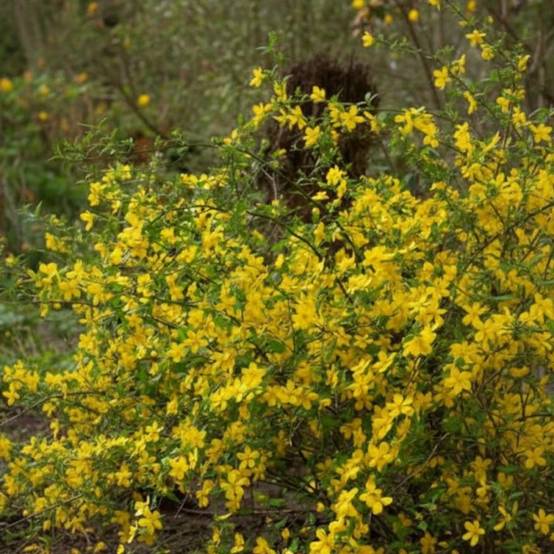 Corête du Japon Golden Guinea, Kerria à fleurs Jaune - feuillage Caduc - Pot de 3L - 40/60 cm- hauteur à maturité De 1,50 m à 2,00 m - Image 3