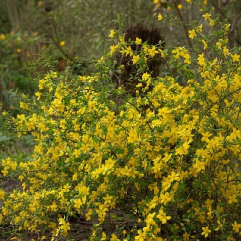 Corête du Japon Golden Guinea, Kerria à fleurs Jaune - feuillage Caduc - Pot de 3L - 40/60 cm-  hauteur à maturité De 1,50 m à 2,00 m - Imagen 3