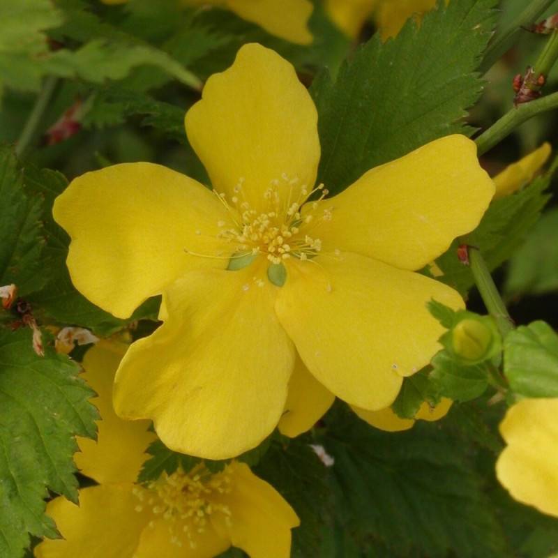 Corête du Japon Golden Guinea, Kerria à fleurs Jaune - feuillage Caduc - Pot de 3L - 40/60 cm-  hauteur à maturité De 1,50 m à 2,00 m - Imagen 1