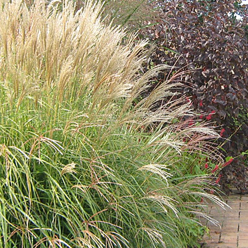 Promesse de Fleurs - Miscanthus sinensis Yaku-Jima - Roseau de Chine Godet de 8/9 cm