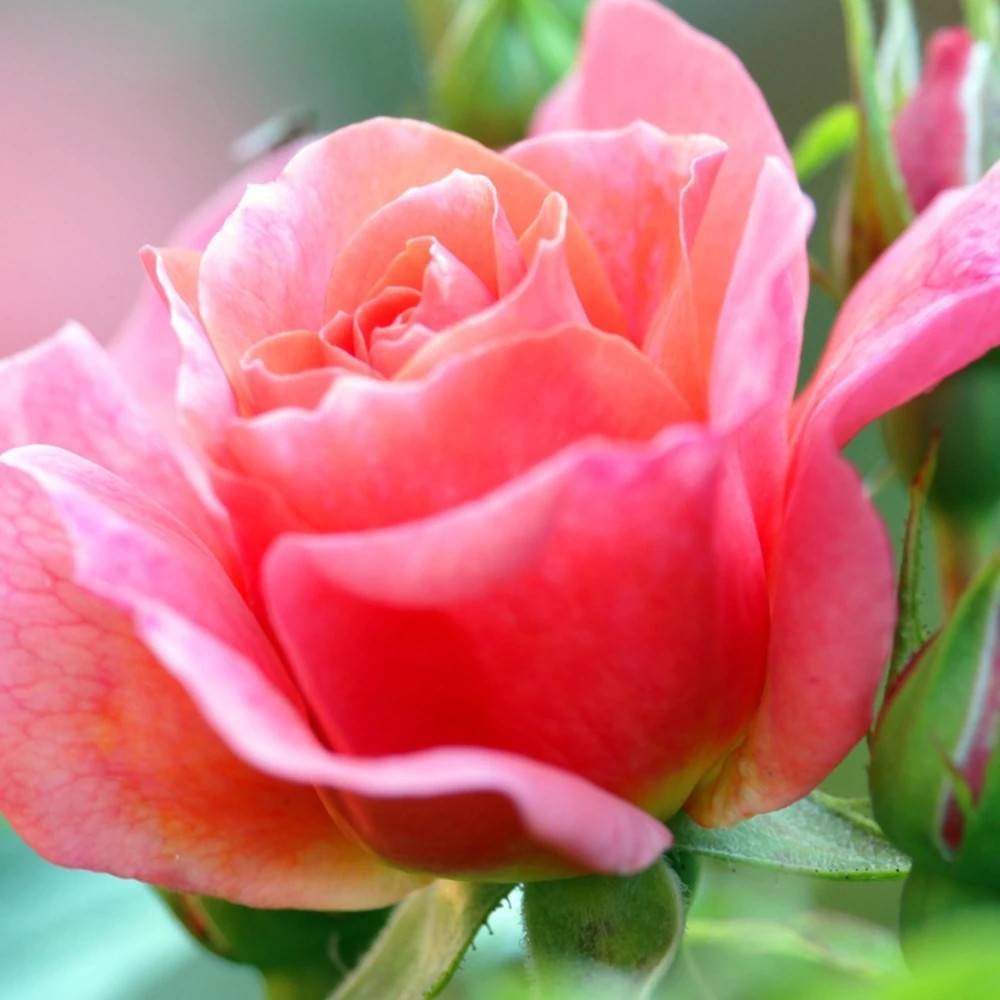 Rosier à grandes fleurs Belle du Seigneur® 'DELocabri' à fleurs Rose/Orange - feuillage Caduc - Pot de 10 L - 1/2 tige - Image 1