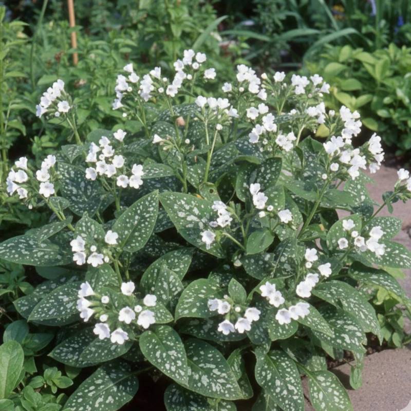 Pulmonaire Sissinghurst White à fleurs Blanche/ - feuillage Caduc - Godet - 5/20 cm - Imagen 1