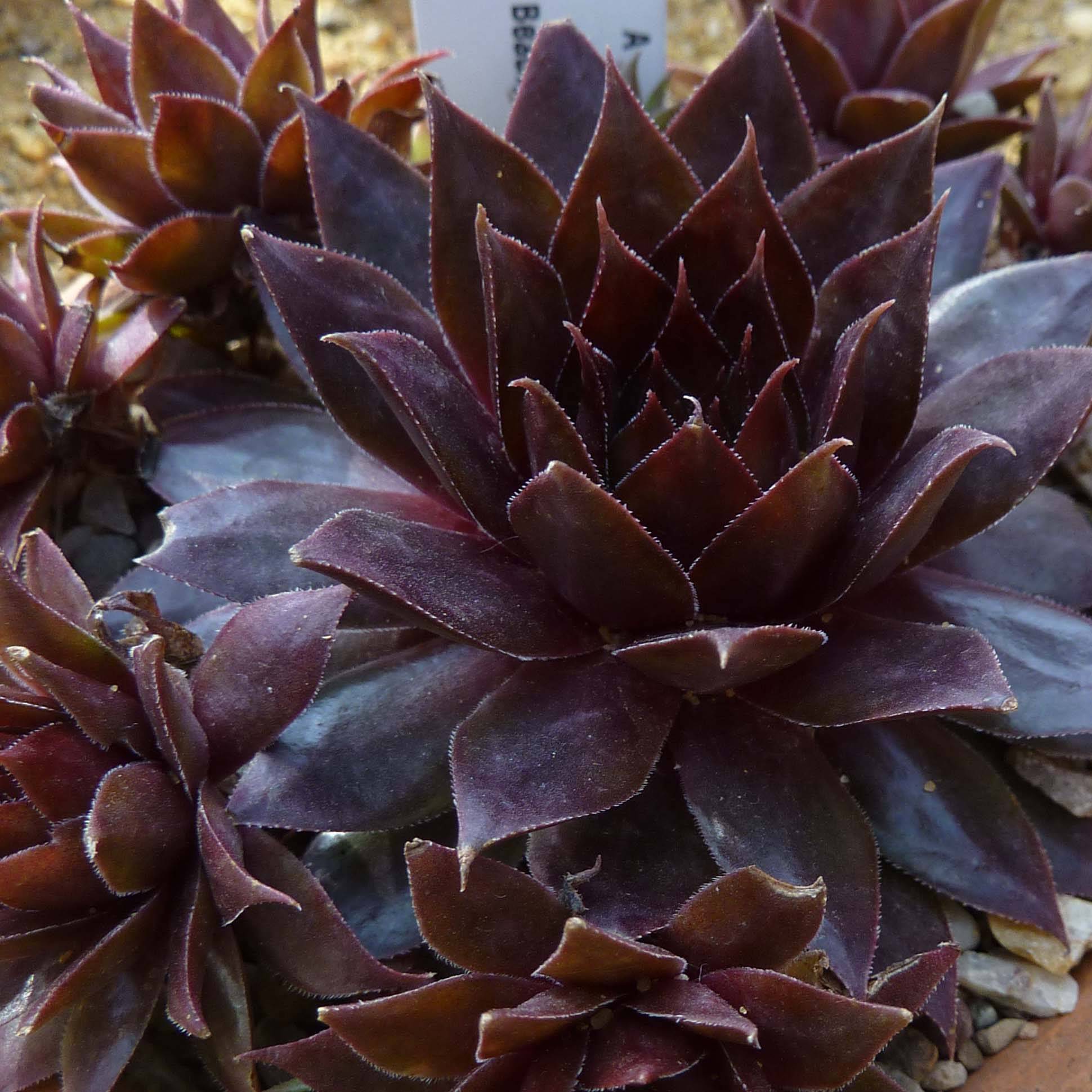 Sempervivum Dark Beauty - Joubarbe pourpre foncé Godet de 8/9 cm