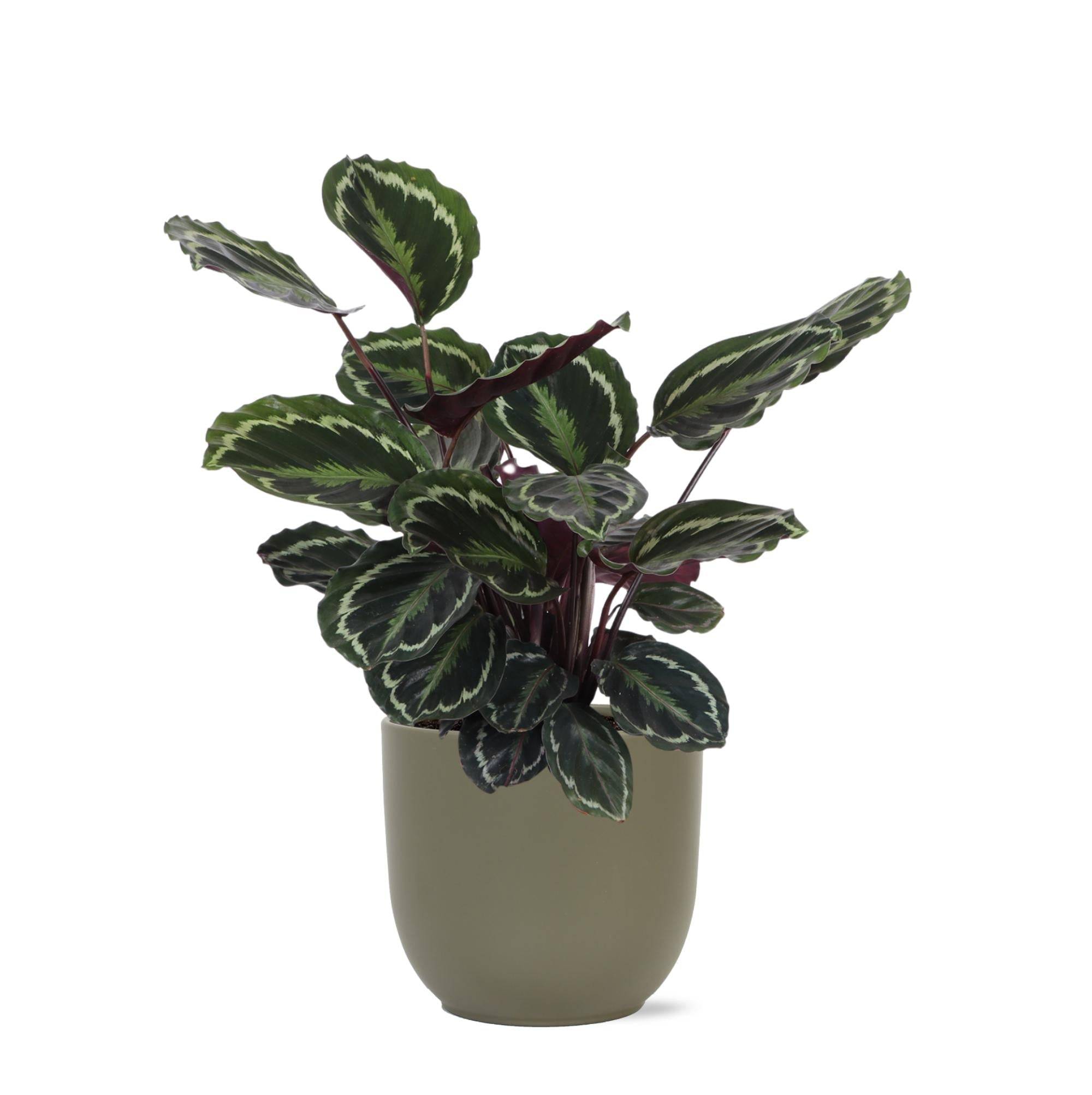 Calathea Medallion et son pot- La Green Touch Olive - Hauteur 70cm