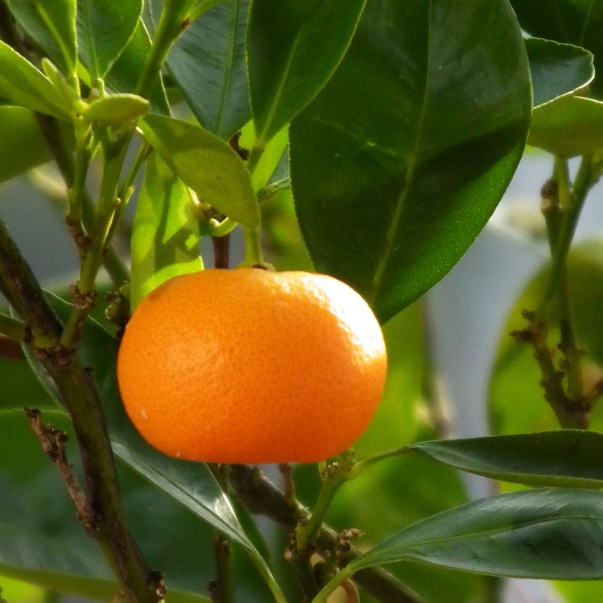Mandarinier - Citrus deliciosa - Agrumes Pot de 3L/4L, Scion