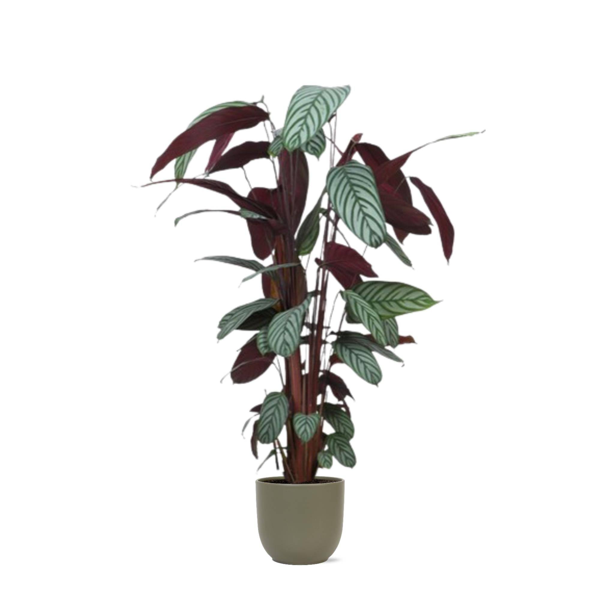 Ctenanthe Oppenheimiana et son pot- La Green Touch Olive - Hauteur 27cm