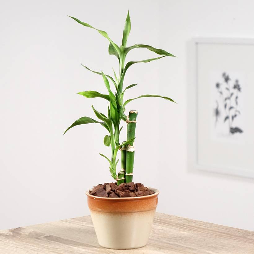 Promesse de Fleurs - Dracaena sanderiana - Lucky bamboo Mini-plante