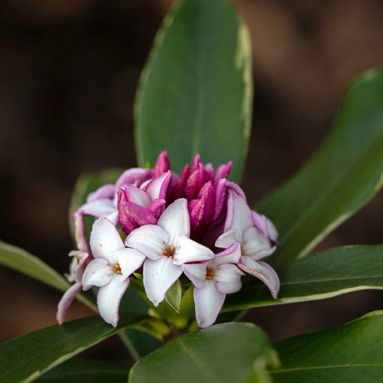 Daphne odora Aureomarginata Pot de 2L/3L - Image 1
