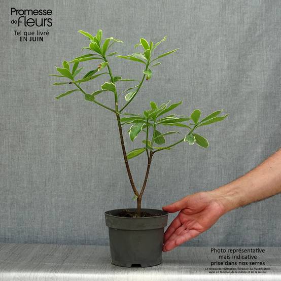 Daphne odora Aureomarginata Pot de 2L/3L - Image 2