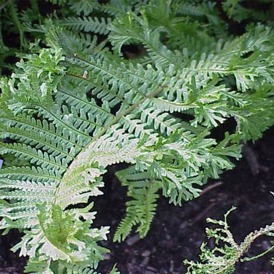 Dryopteris affinis Cristata ou The King - Fausse Fougère mâle Pot de 2L/3L