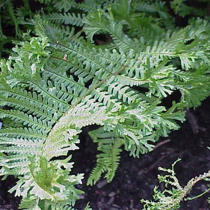 Dryopteris affinis Cristata ou The King - Fausse Fougère mâle Pot de 2L/3L