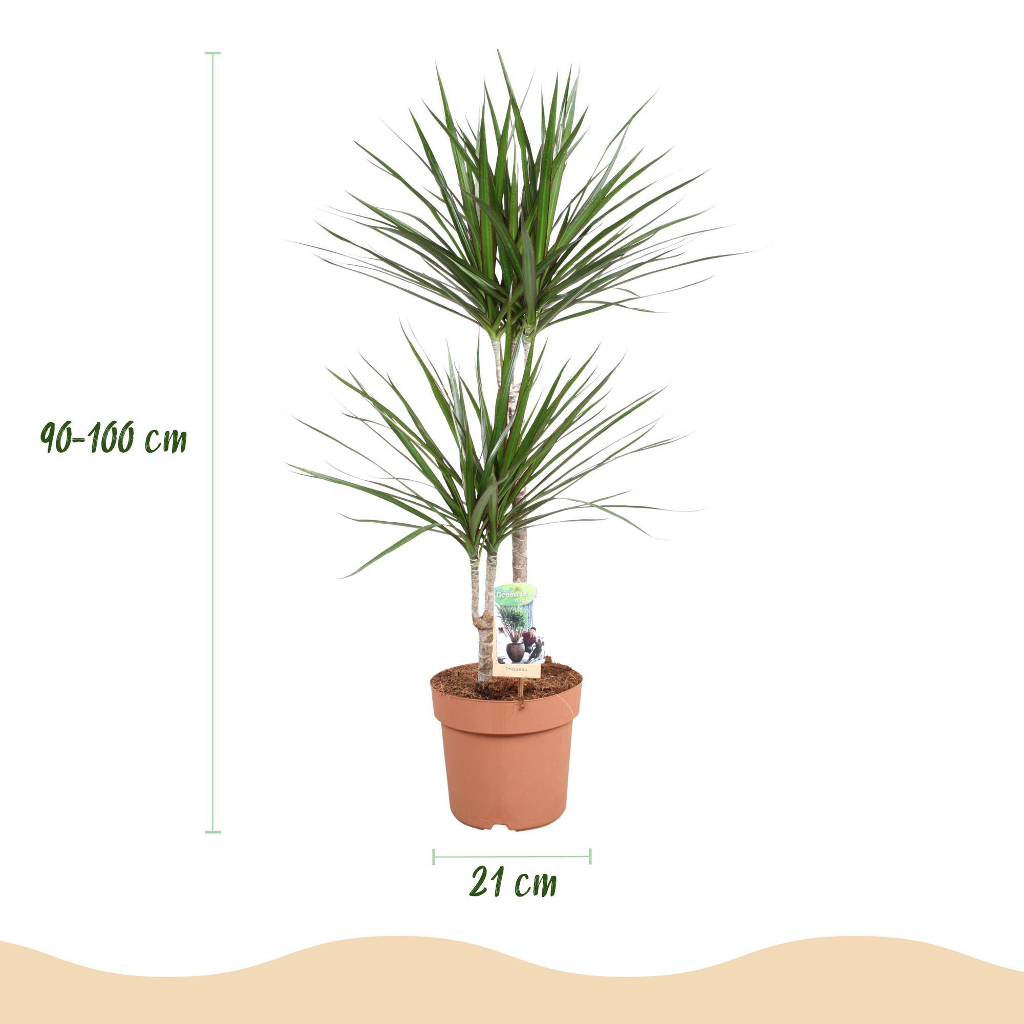 Dracaena Marginata - Pot de 21cm - Sans cache-pot - Plantes d'intérieur - Image 3