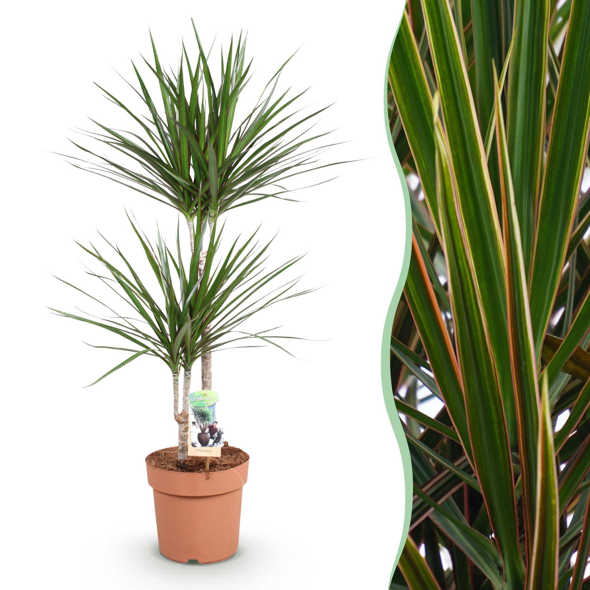 Dracaena Marginata - Pot de 21cm - Sans cache-pot - Plantes d'intérieur - Image 1
