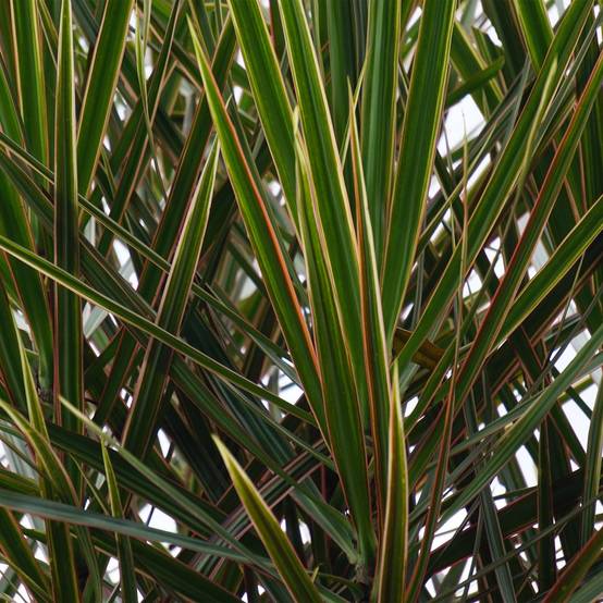 Dracaena Marginata - Pot de 21cm - Sans cache-pot - Plantes d'intérieur - Image 5