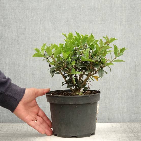 Osmanthus heterophyllus - Osmanthe à feuilles de houx Pot de 3L/4L - Image 2