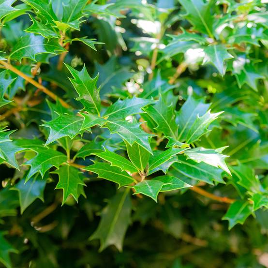 Osmanthus heterophyllus - Osmanthe à feuilles de houx Pot de 3L/4L - Image 1