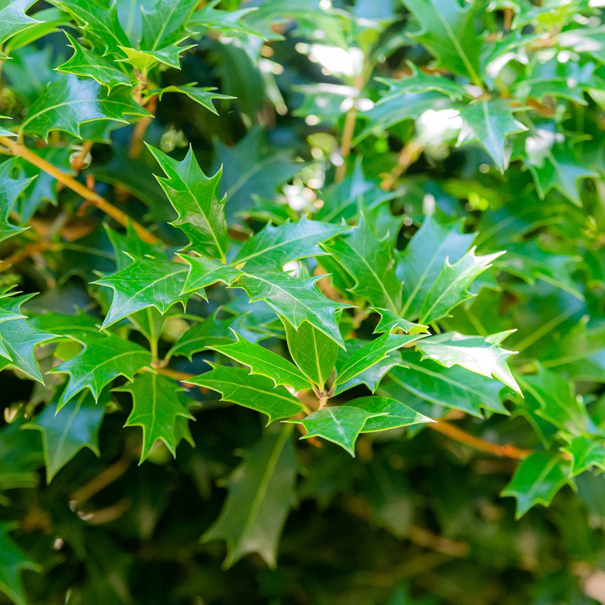 Osmanthus heterophyllus - Osmanthe à feuilles de houx Pot de 3L/4L - Image 1