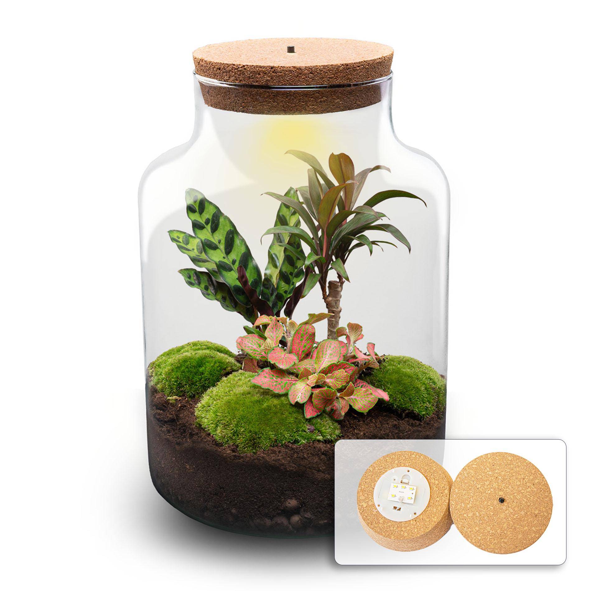 Terrarium à composer bouteille en verre recyclé - Ø21-H30cm - sans outils - bouchon LED - Terrarium DIY - Image 1