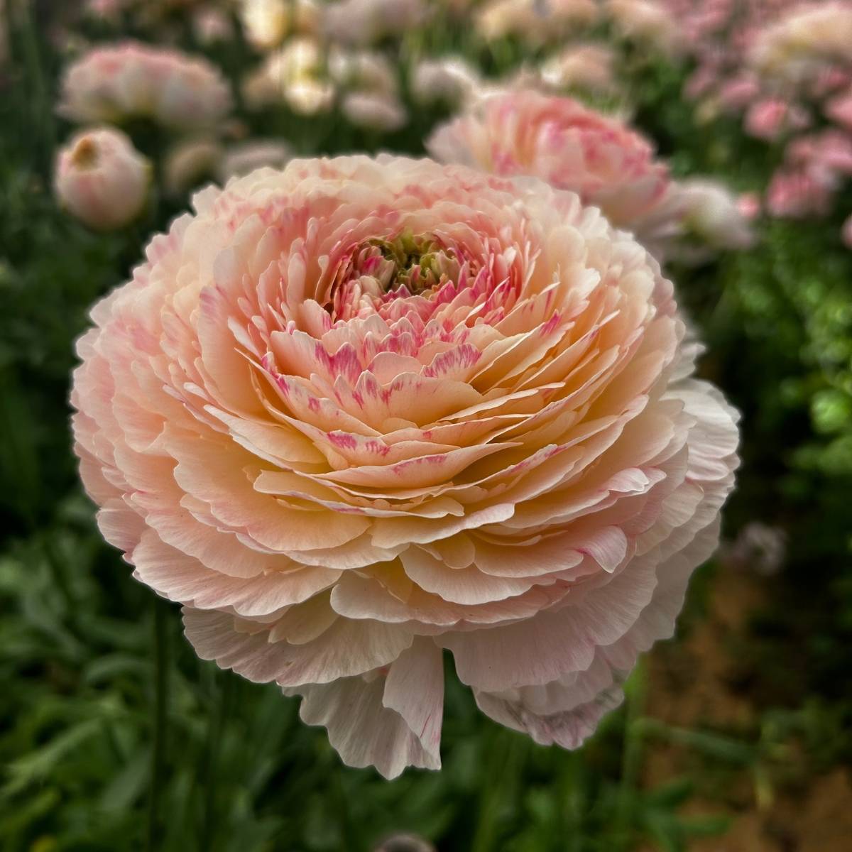 Promesse de Fleurs - Renoncule des fleuristes Romance Maritime – Ranunculus asiaticus Bulbe calibre 8+