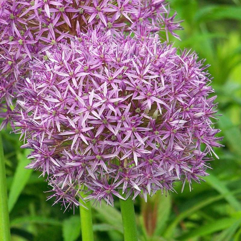 Ail d'ornement Globemaster à fleurs Bleue/ - feuillage Semi-Persistant - Godet - 5/20 cm - Imagen 1