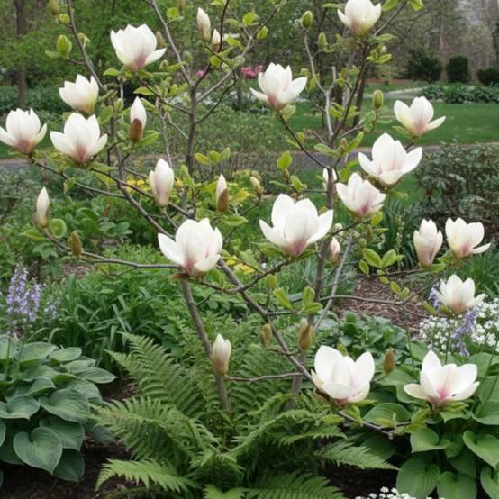 Magnolia Sunsation à fleurs Rose - feuillage Caduc - Pot de 5L - Touffe- hauteur à maturité De 3,00 m à 5,00 m - Image 3