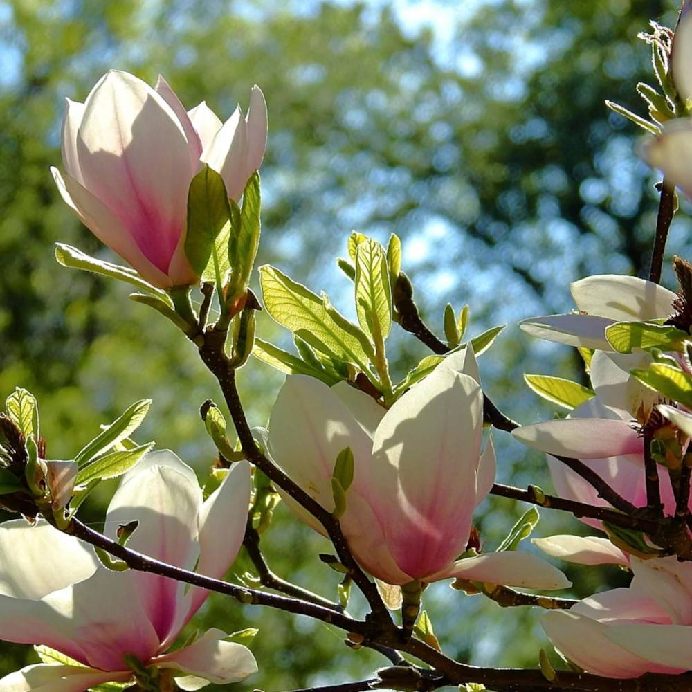 Magnolia Sunsation à fleurs Rose - feuillage Caduc - Pot de 5L - Touffe-  hauteur à maturité De 3,00 m à 5,00 m - Image 1